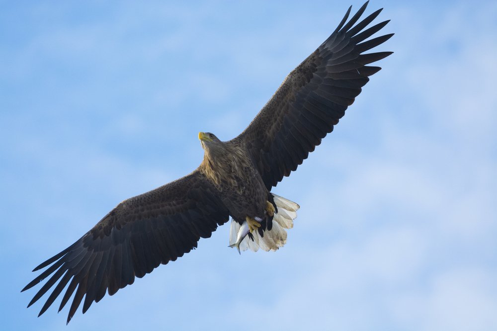 Гигант-рыболов