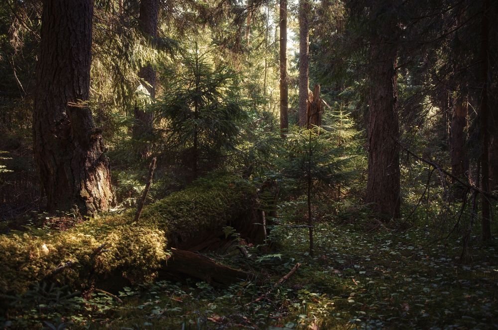 Photograph by Борис Шохин