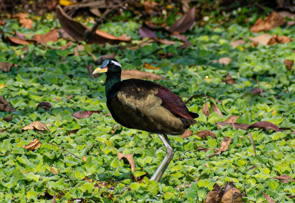 Bronze Winged Jacana