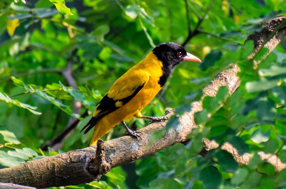Black Hooded Oriole