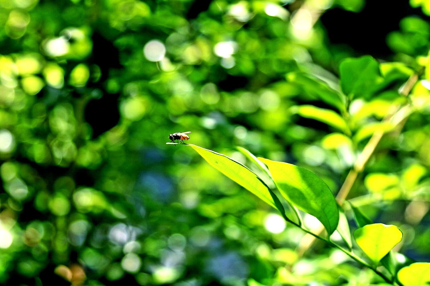 Photo #4268069