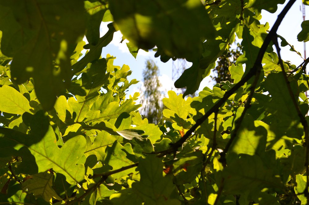 Photograph by Мария Лаврентьева