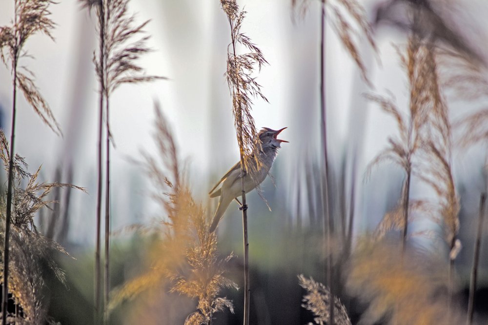 Photograph by Игорь Краснояров