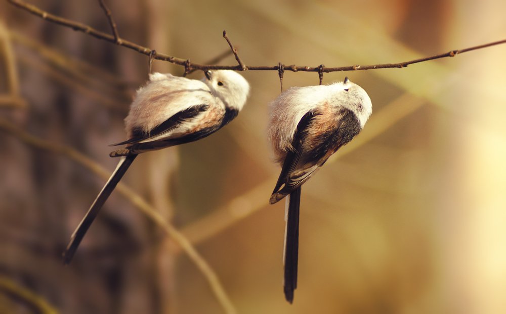 Photograph by Robert Dobros