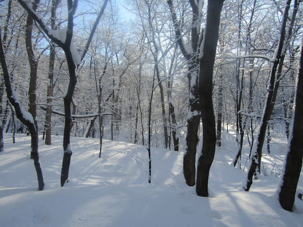 Photograph by Елена Грибанова