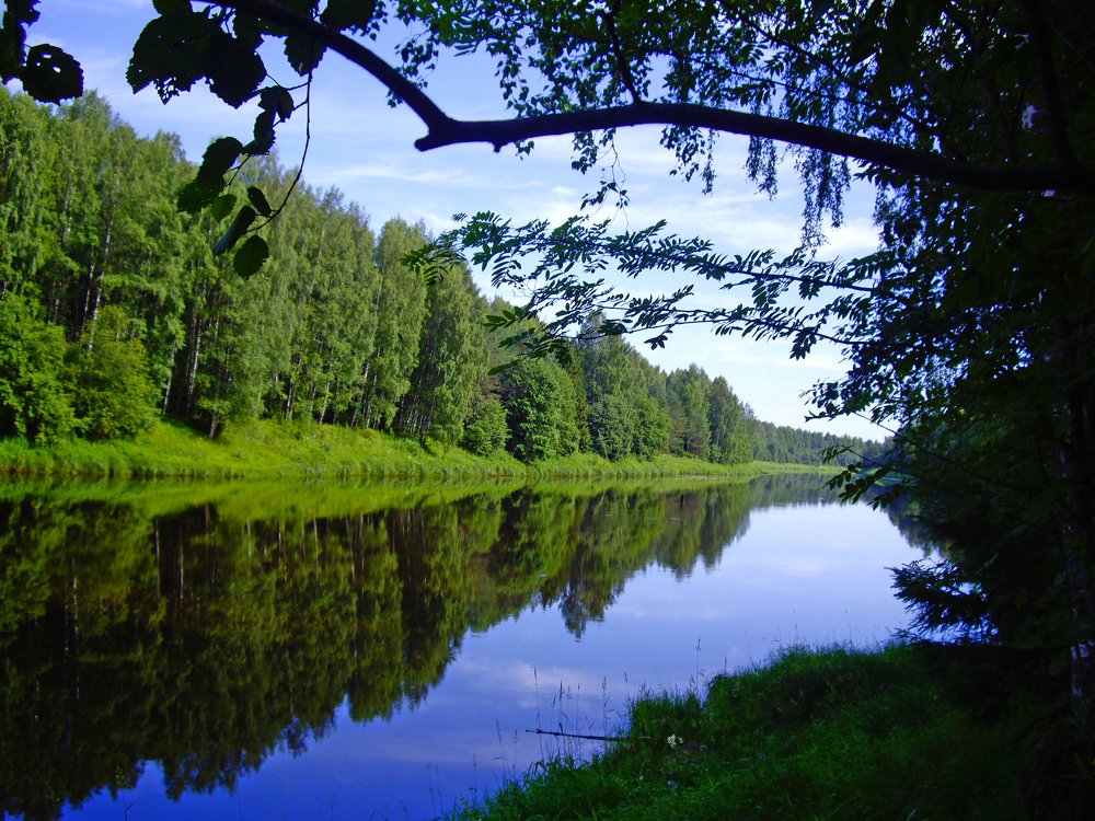 Грибные леса р.Паши