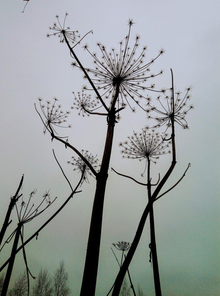 Прекрасный и опасный...