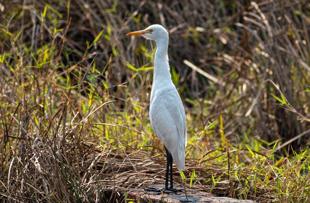 Egret