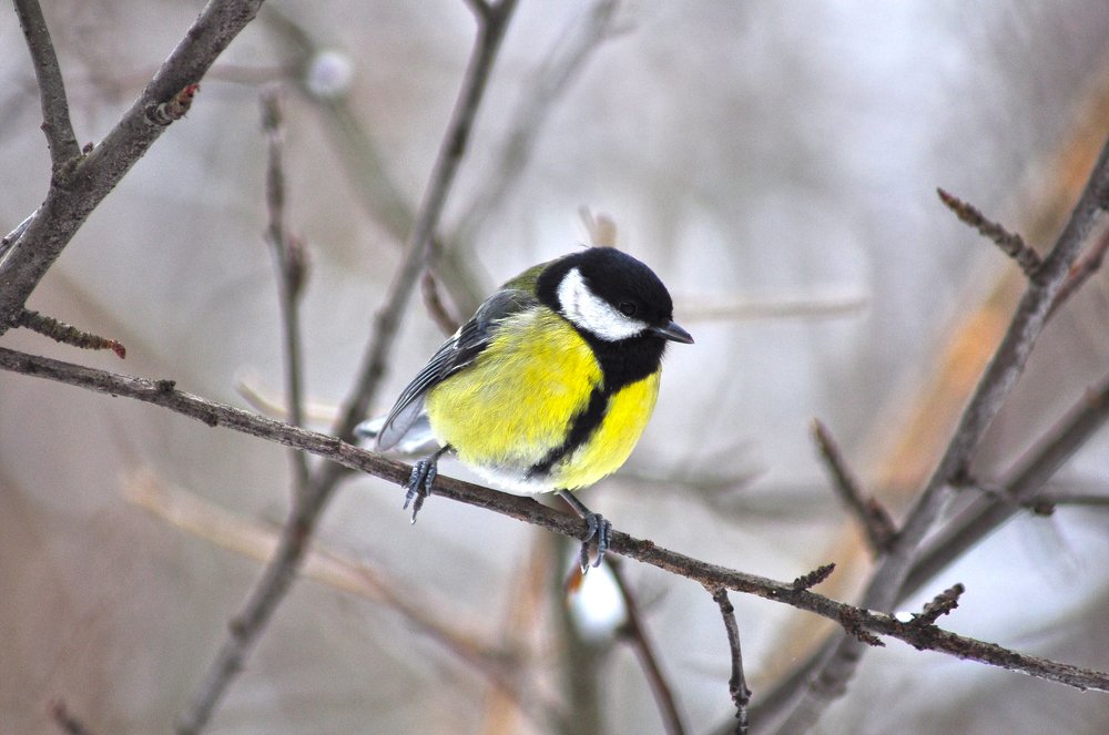 Фотография автора Коротков Алексей