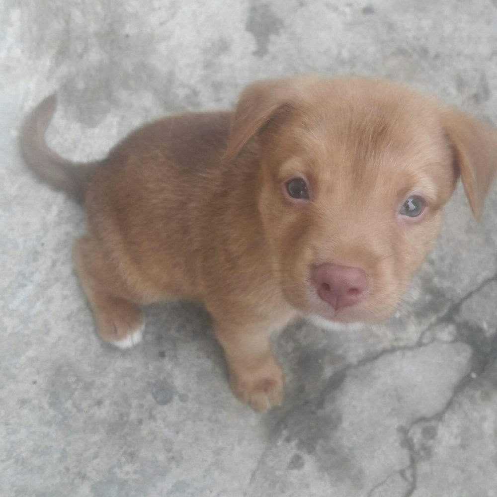 CUTE PUPPY