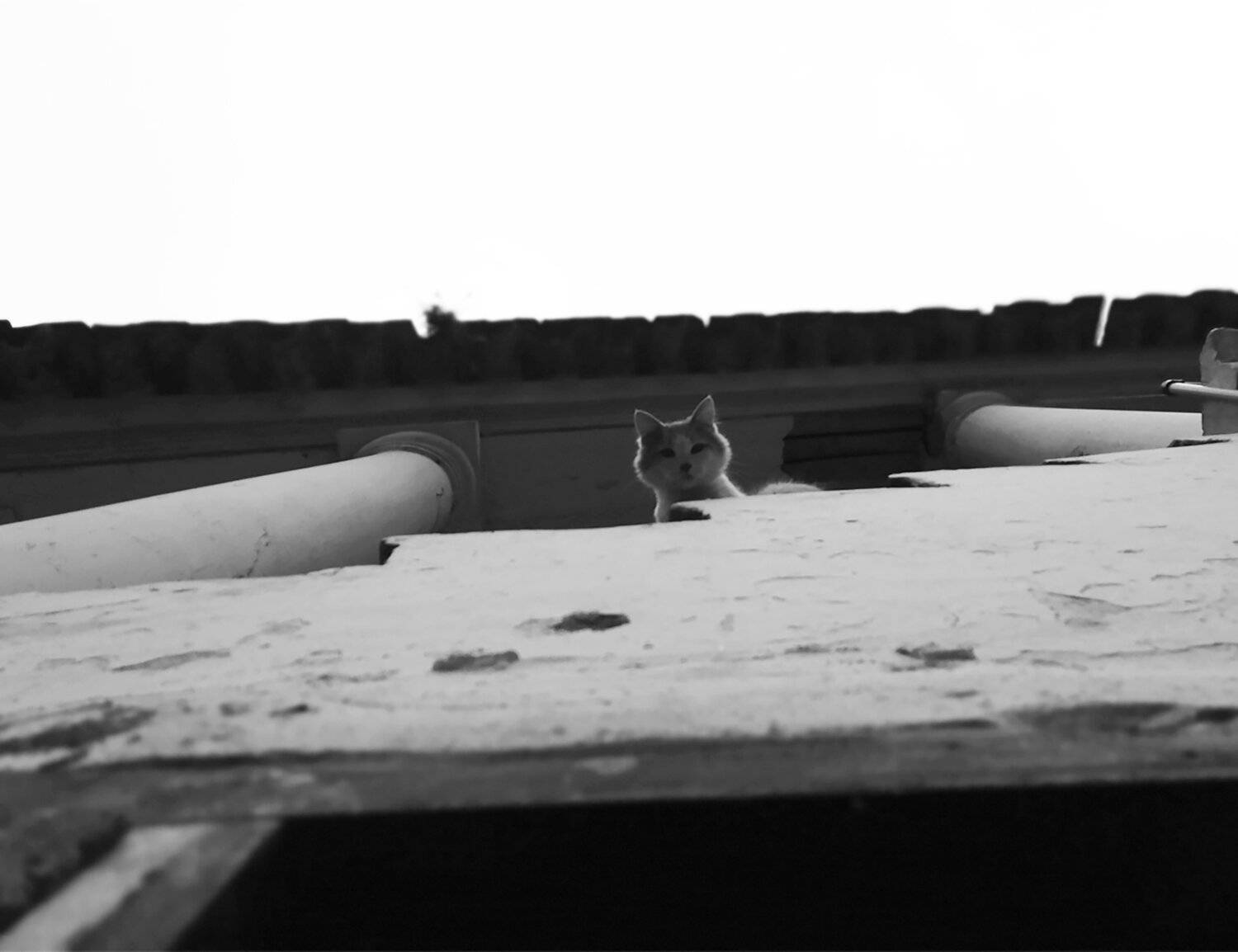 Photo #4269292
