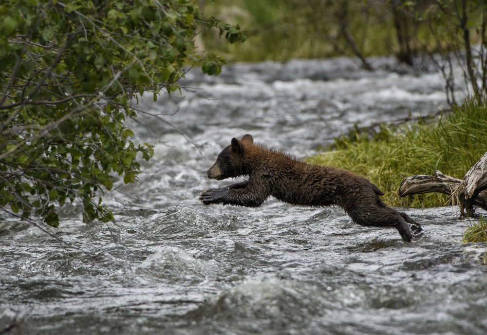 Bear cub jump