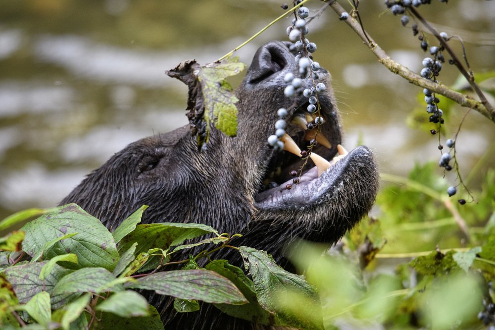 Bears love berries