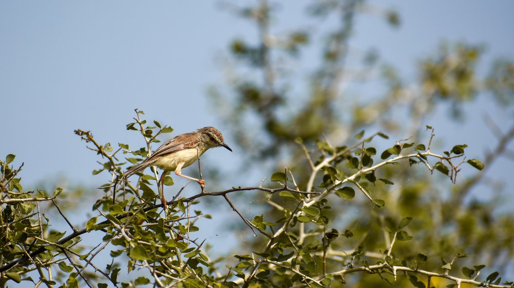 Photograph by Vineeth V V