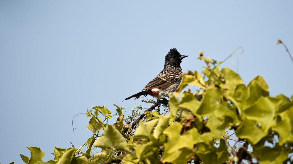 Photograph by Vineeth V V