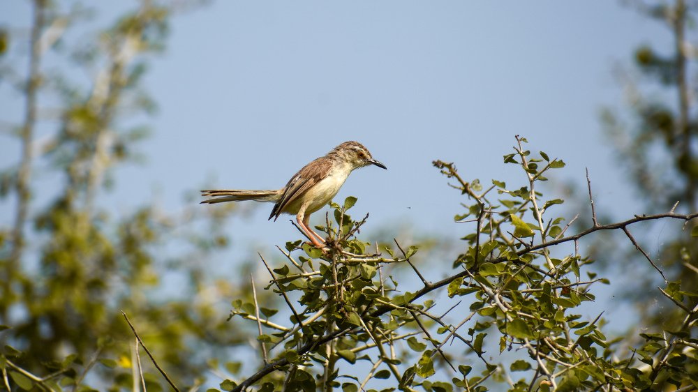 Photograph by Vineeth V V