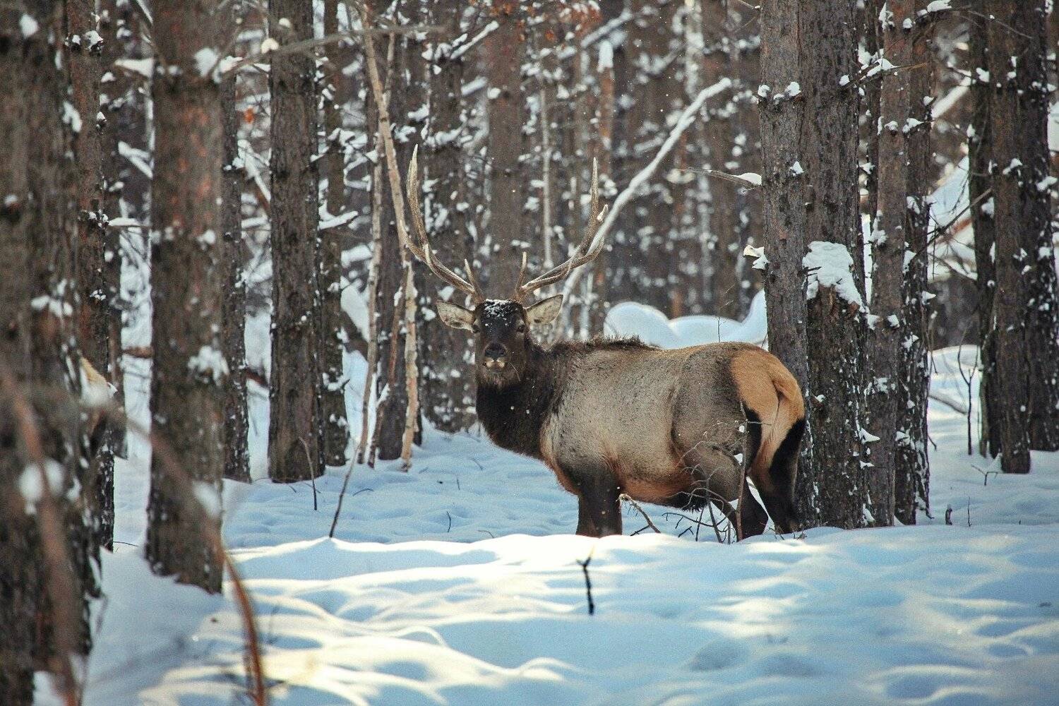 Photo #4269428