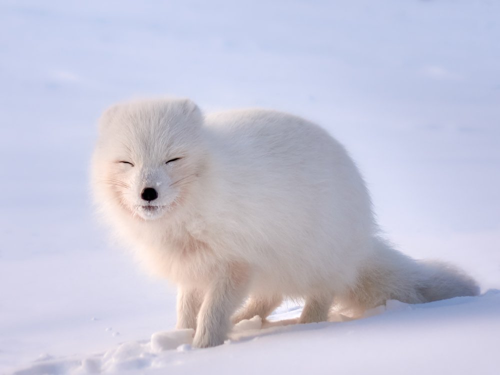 Полярный лис. Моменты.