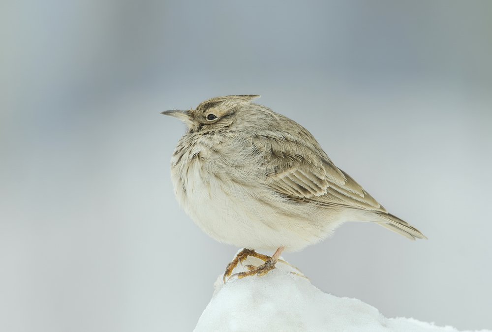 Хохлатый жаворонок