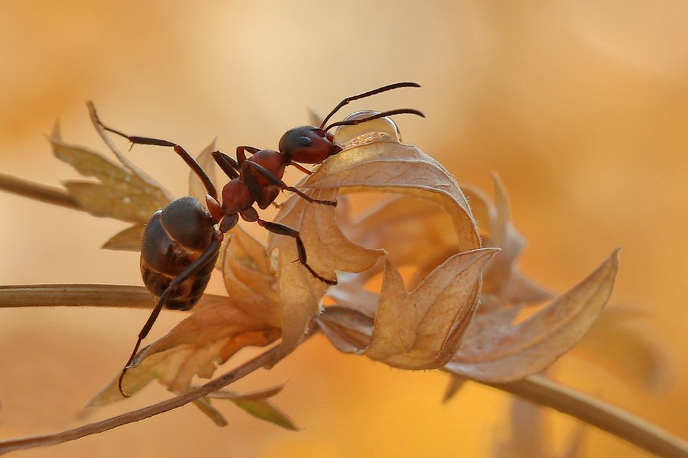 Запах осени