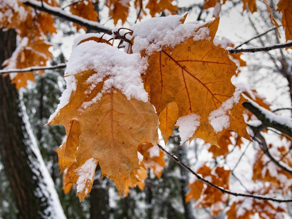 Photograph by mikhail goryachev