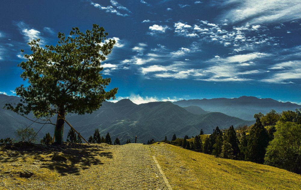 Landscape Tree Exposure