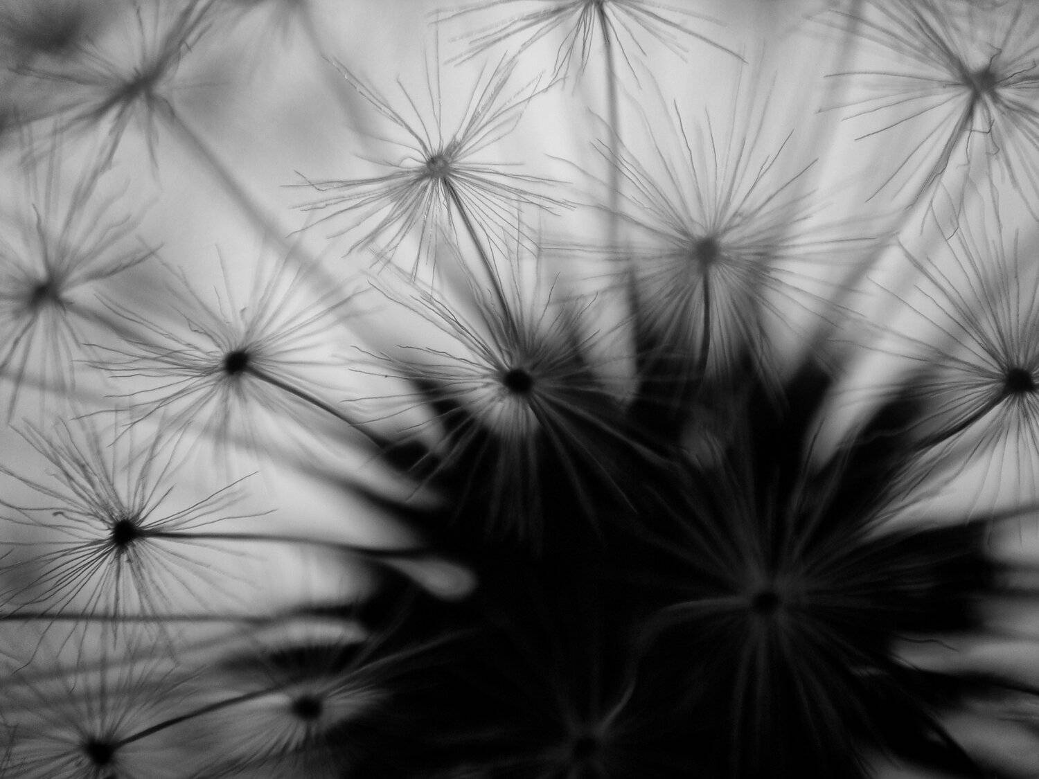 DANDELION