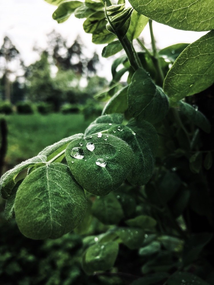 Photograph by Алексей Попов