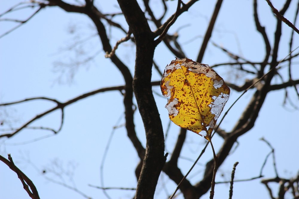 Photograph by Sagnik Sarkar