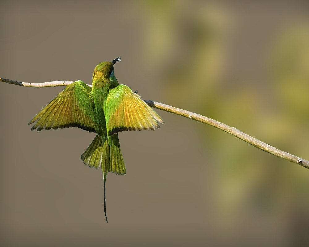 Green bee eater