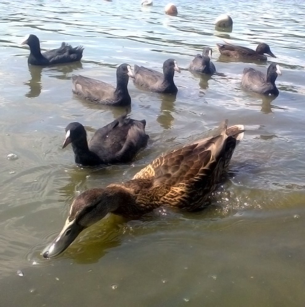 Фотография автора Ира Куприянова