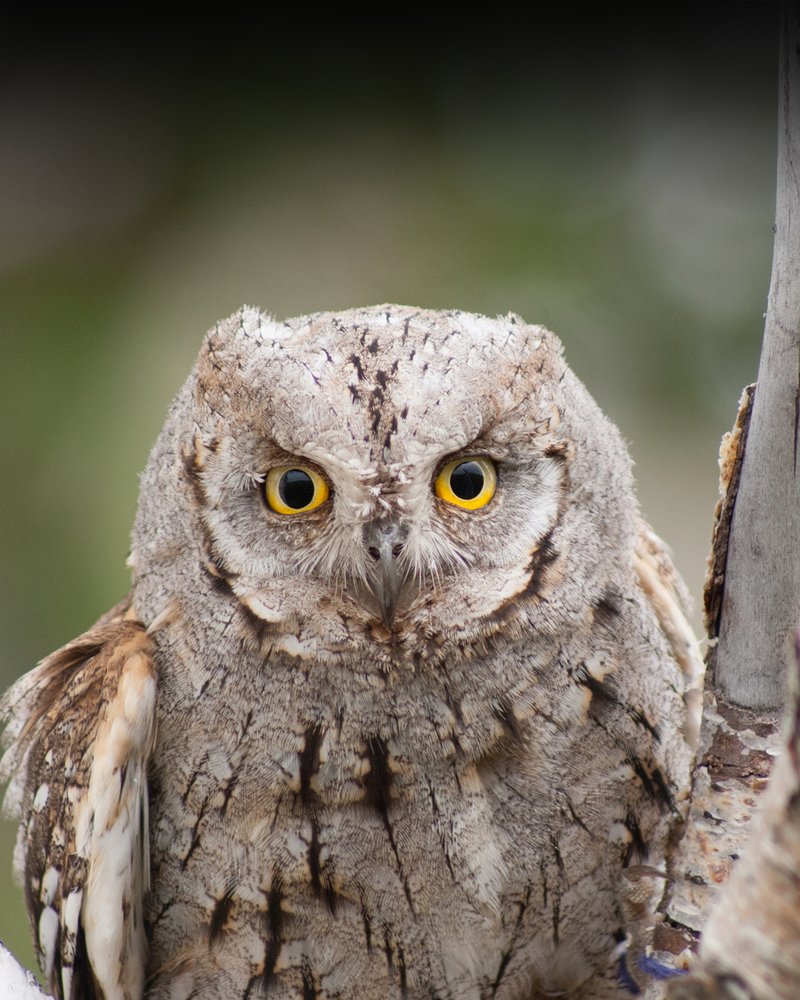 Photograph by Boldbaatar Shagdarsuren