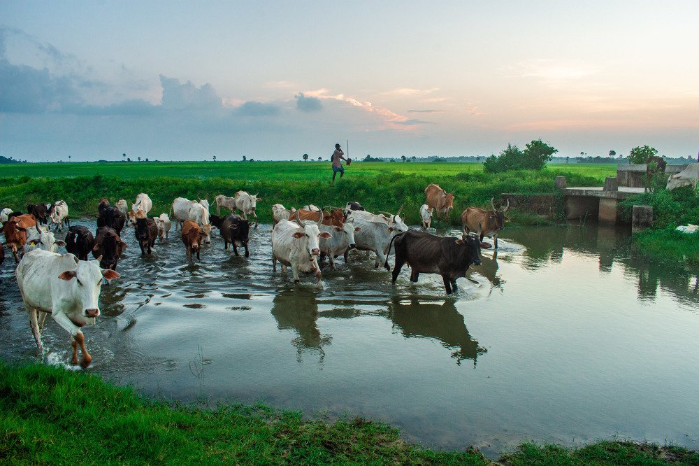 Photograph by Diluckshan Puviraj