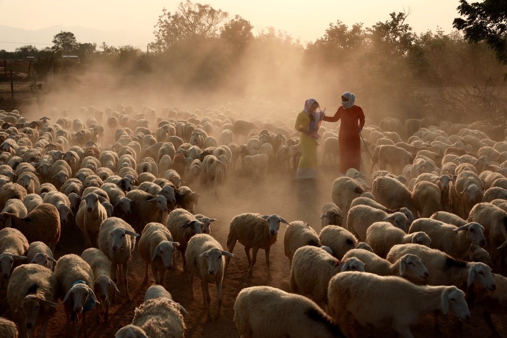 Cô gái Chăm chăn cừu