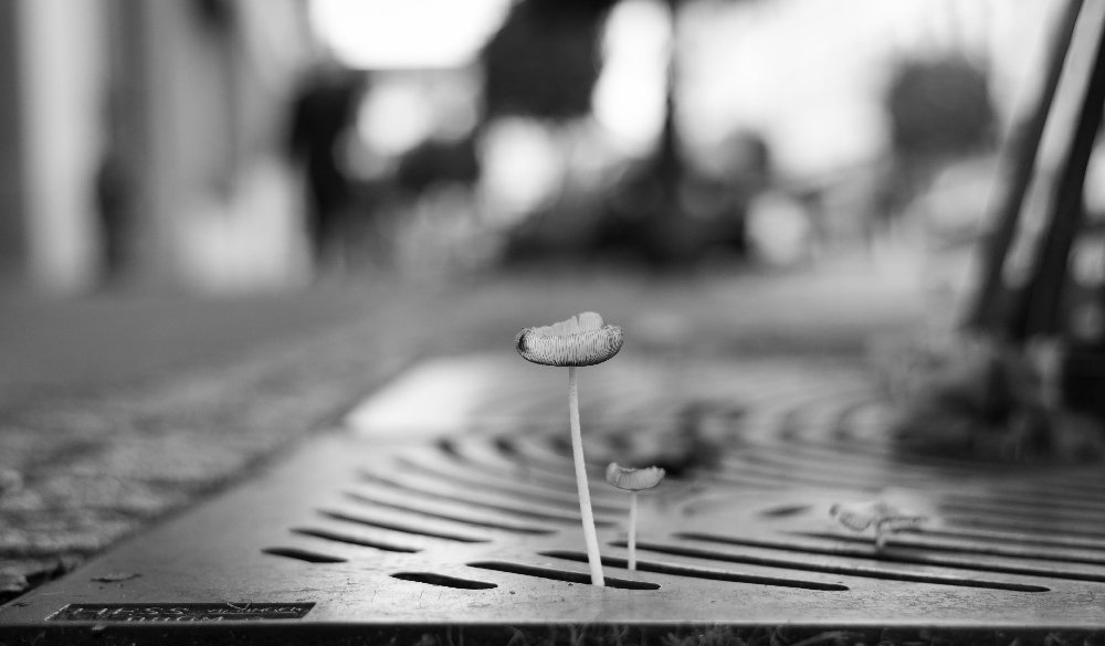 Mushroom back in the street