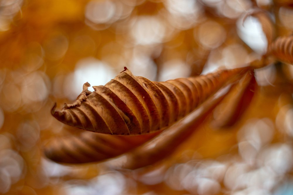 Autumn leaf geometry