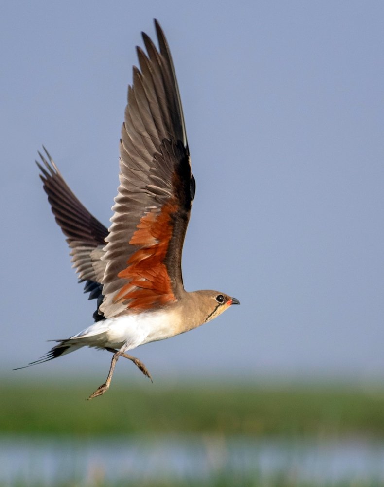 Collard Pratincole