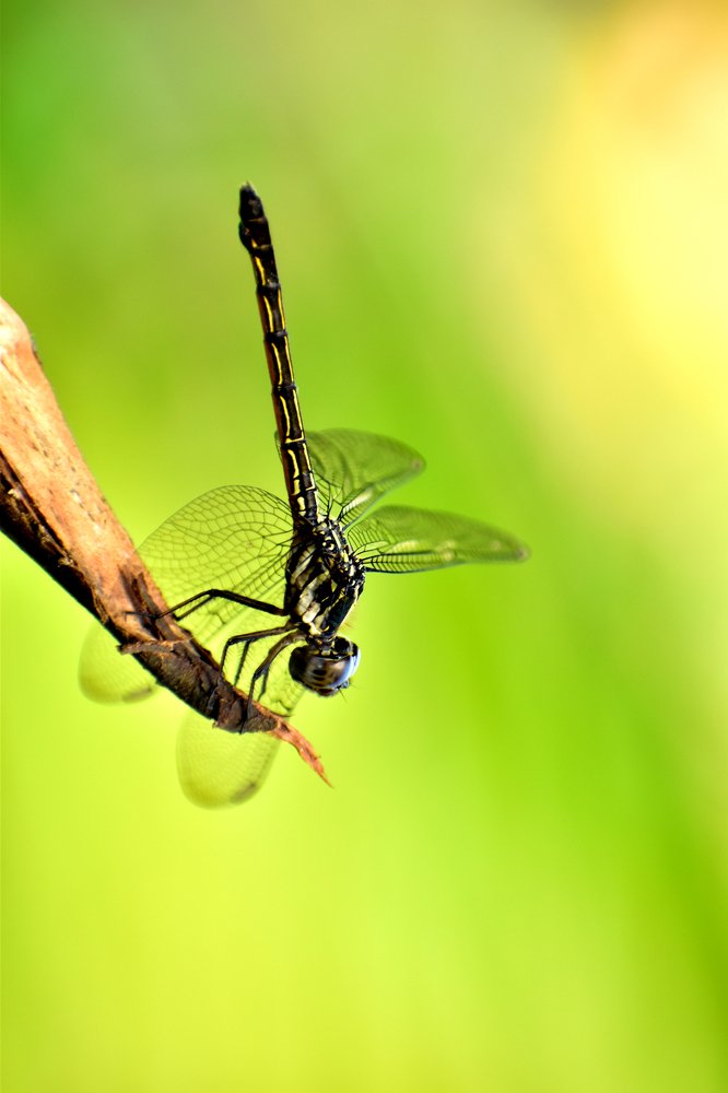 Dragonfly