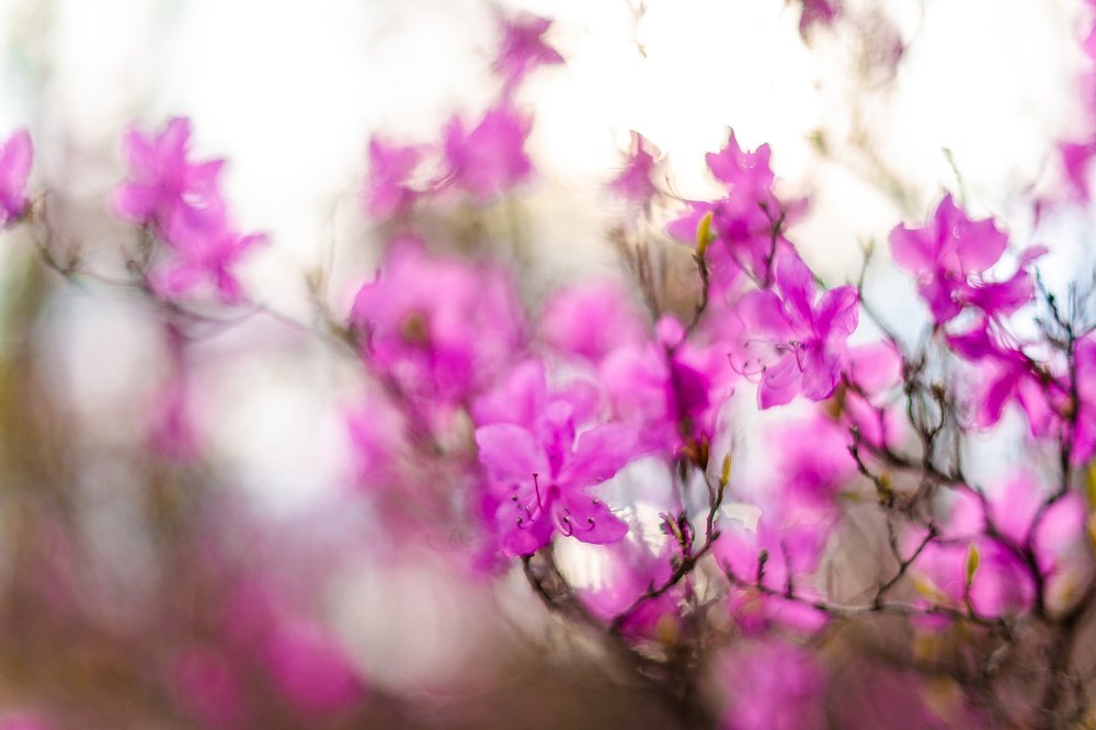 Photograph by Екатерина Просвирнина