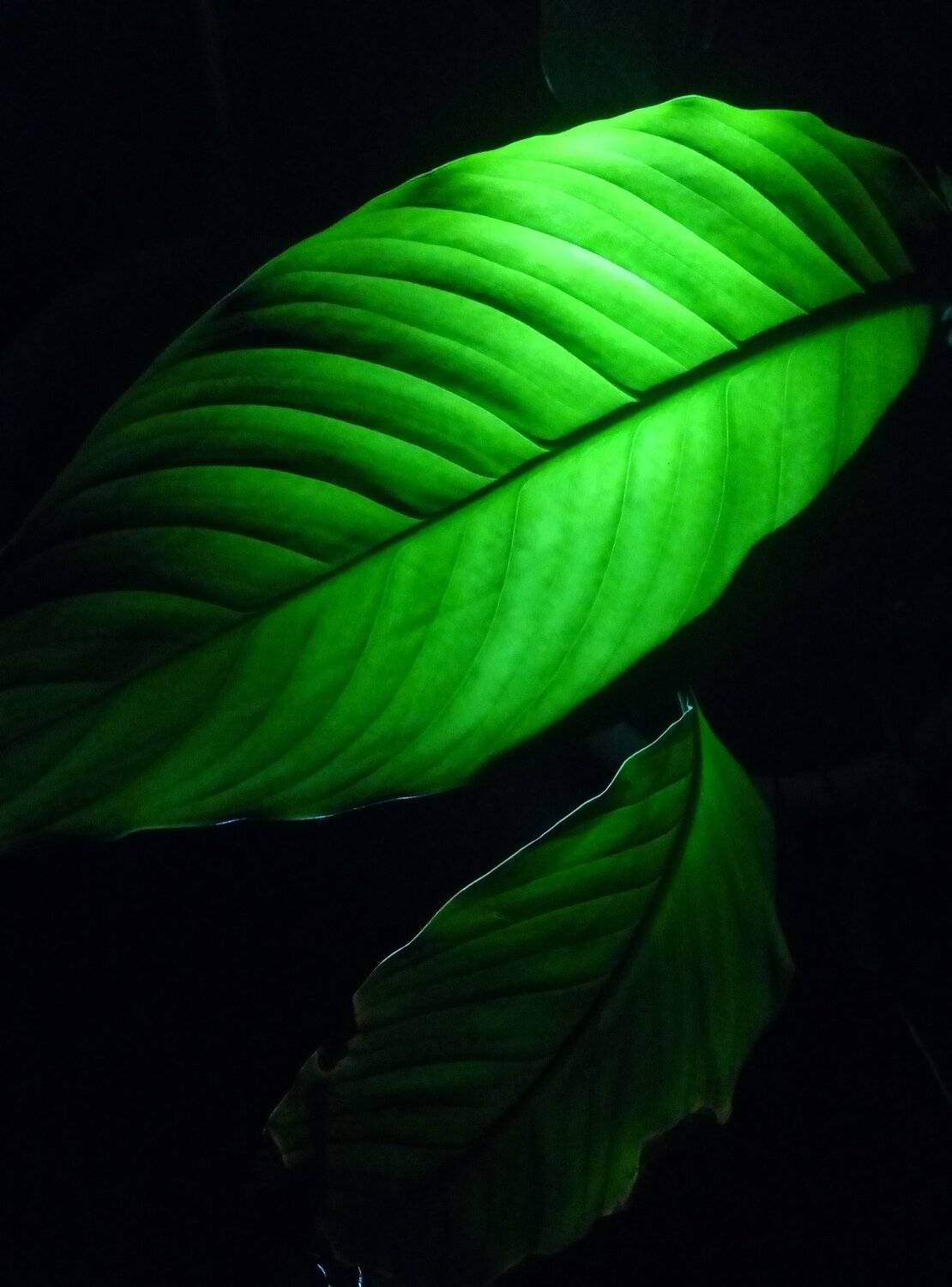 Photo #4271003