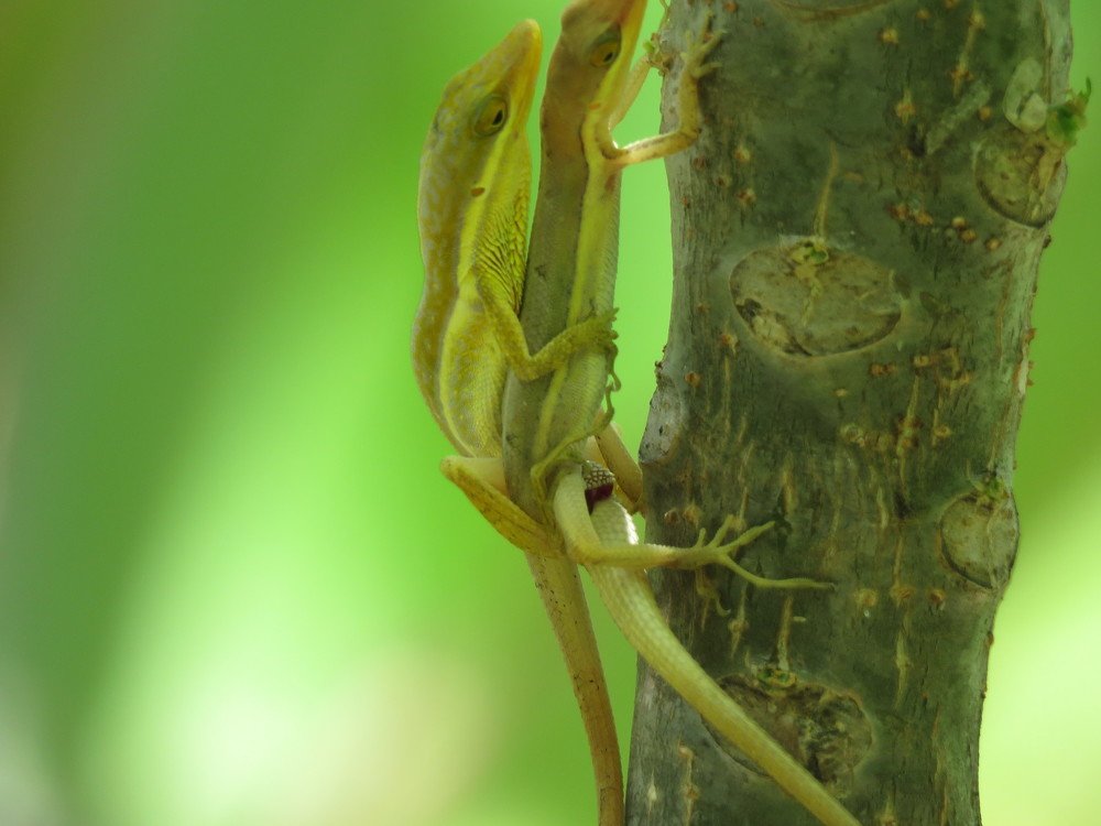 Wildlife sex photo naturel