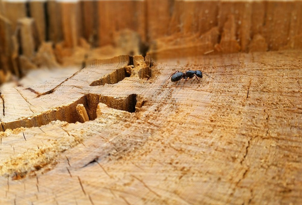 Photograph by tolik54