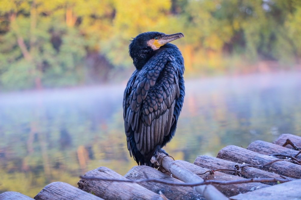 Photograph by Valerii