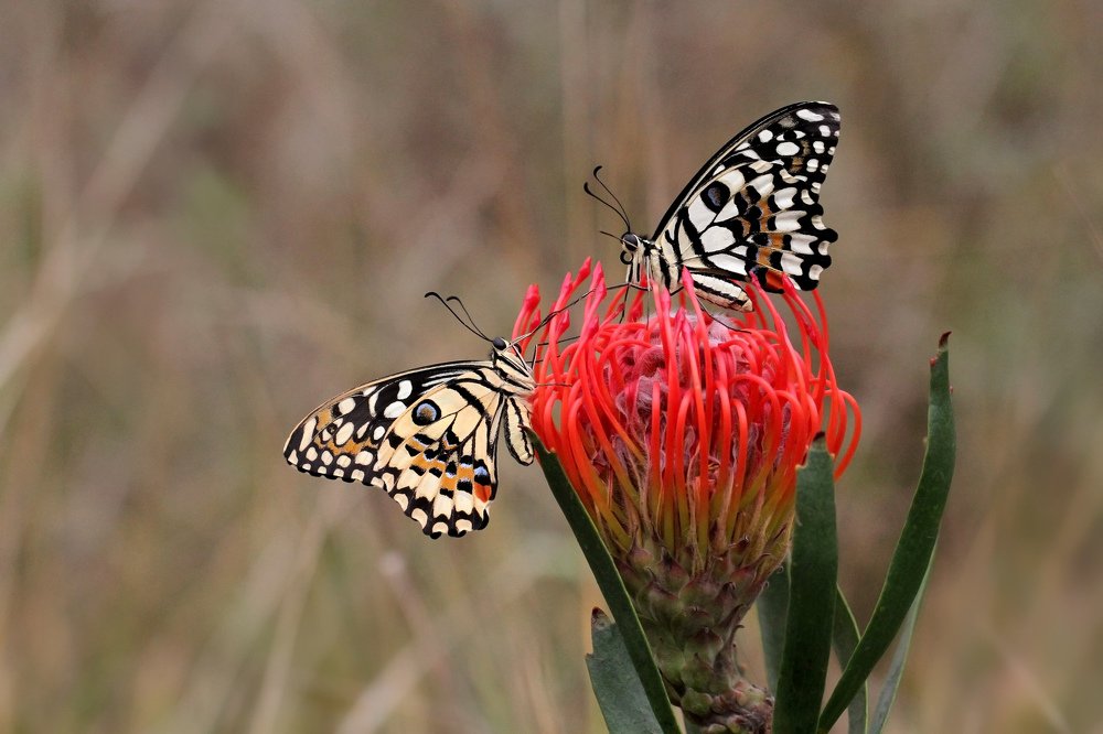 Photograph by Анна