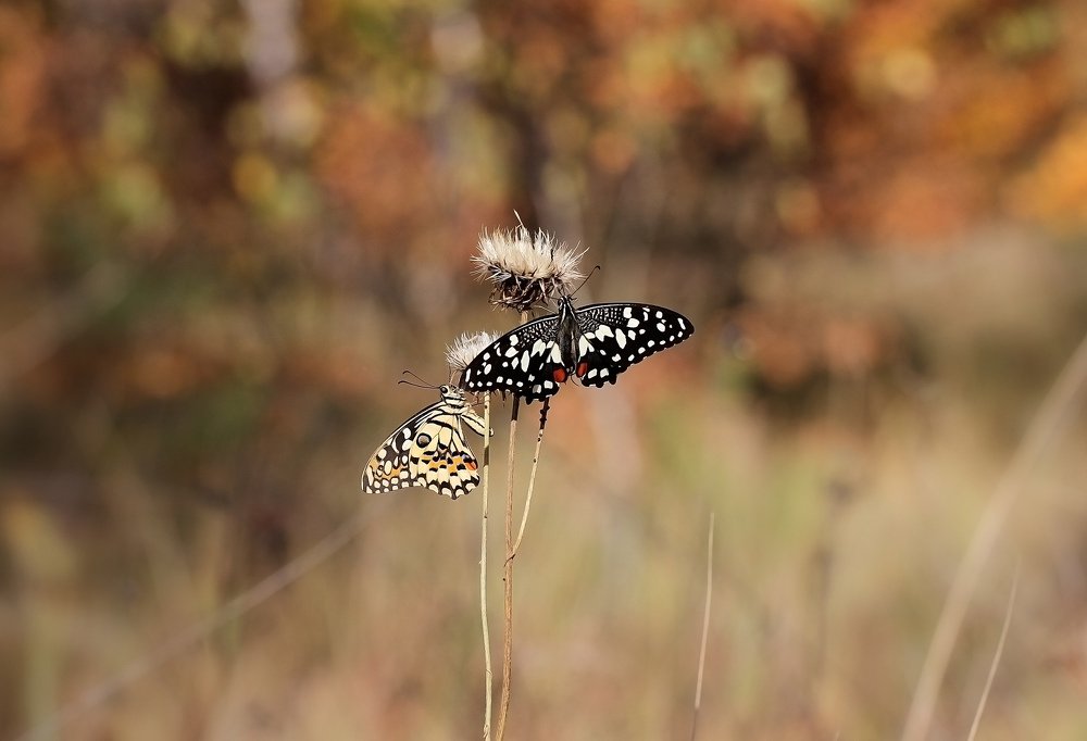 Photograph by Анна