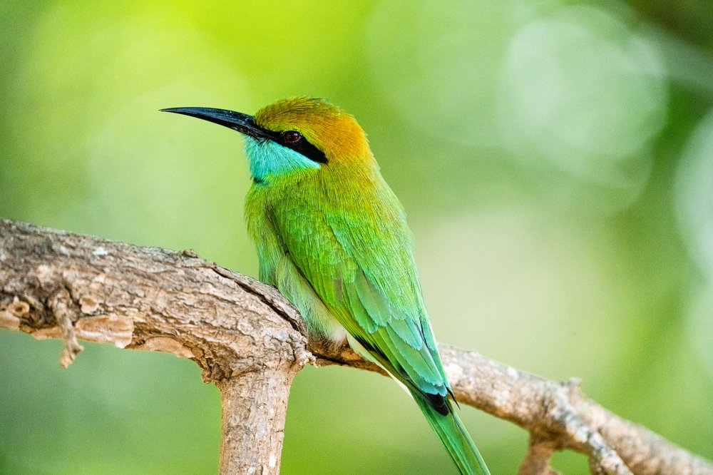 Green Bee-Eater