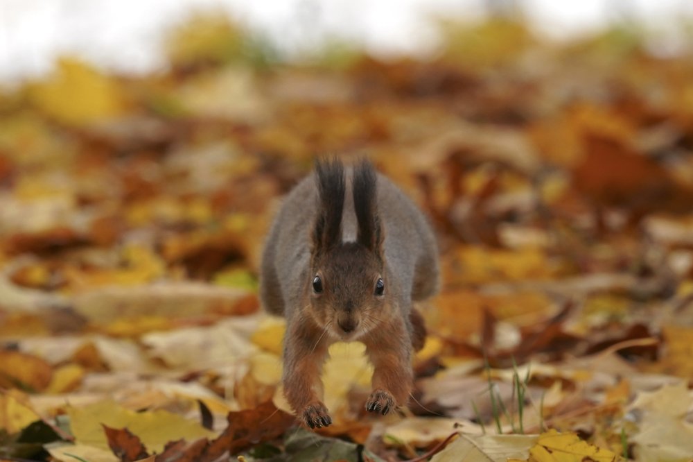 Photograph by Игорь Громаковский
