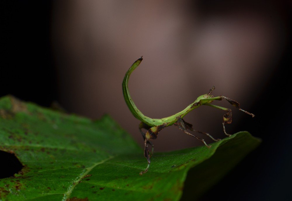 Leaf Insect fully active @ night