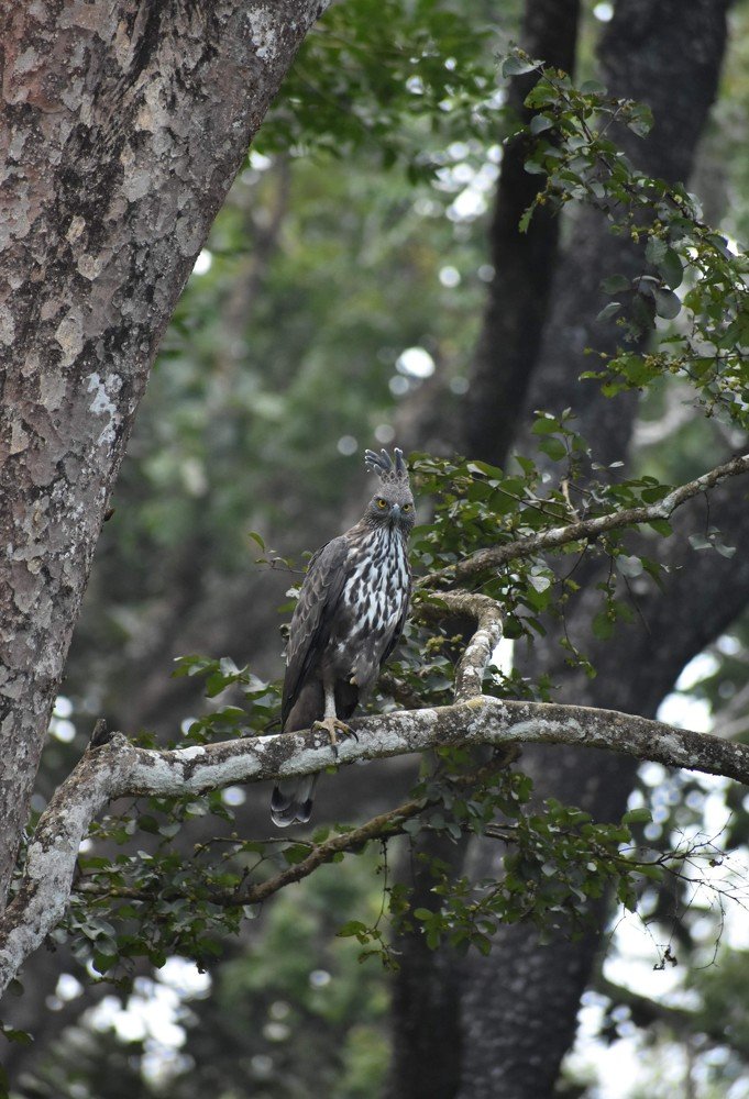 Crested Hawk Eagle watching photographers