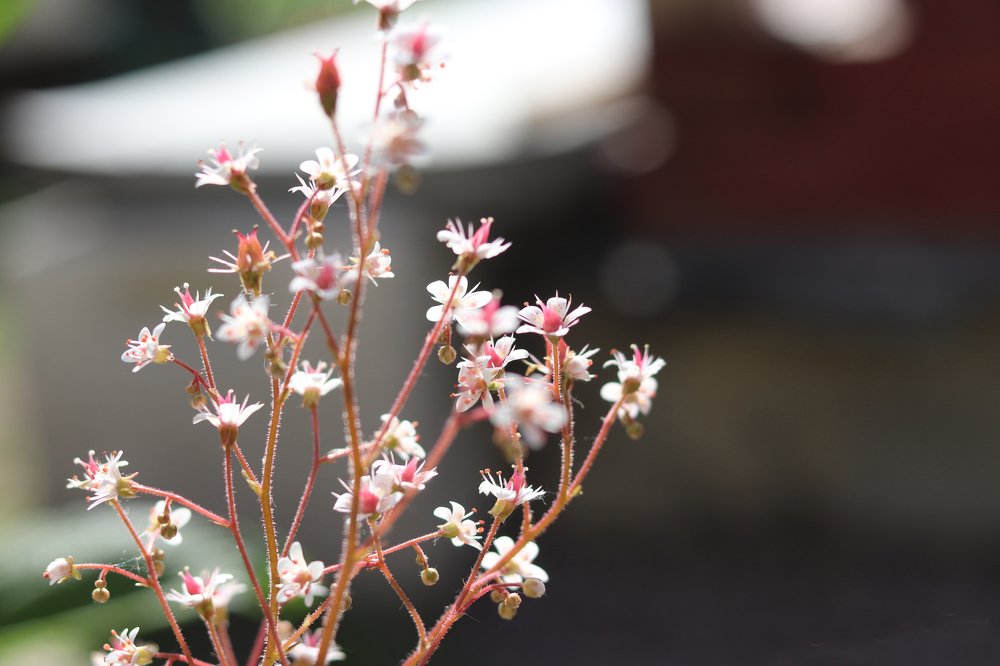 Природное изящество